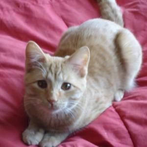 Meet your Posher, Janet